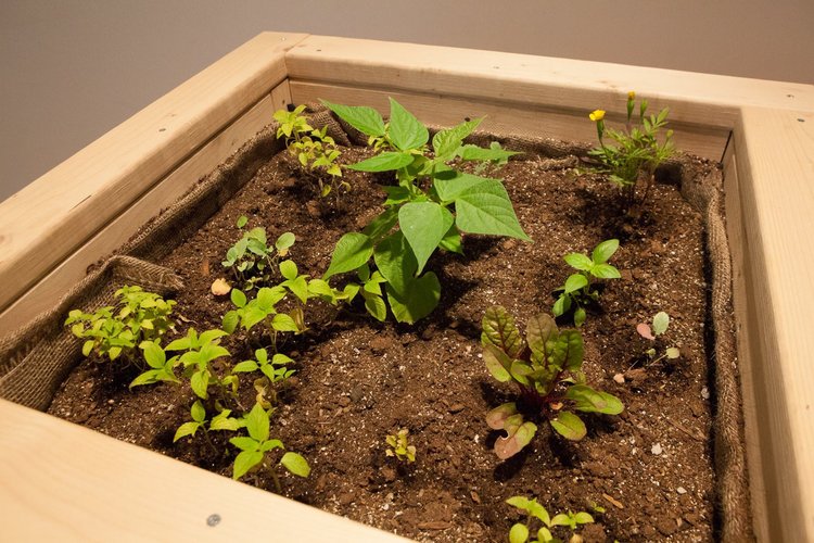  raised beds fabricator: Michael VanOverbeck  photo credit:  Isabel Avila  